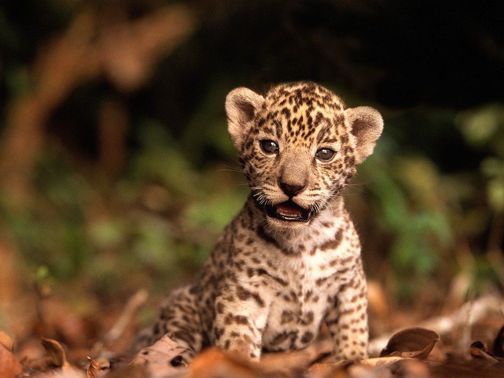 Jaguar Kitten